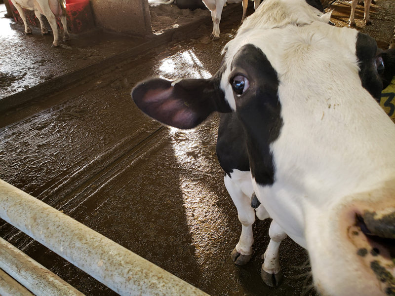 Dairy producers payout - Country Life in BC