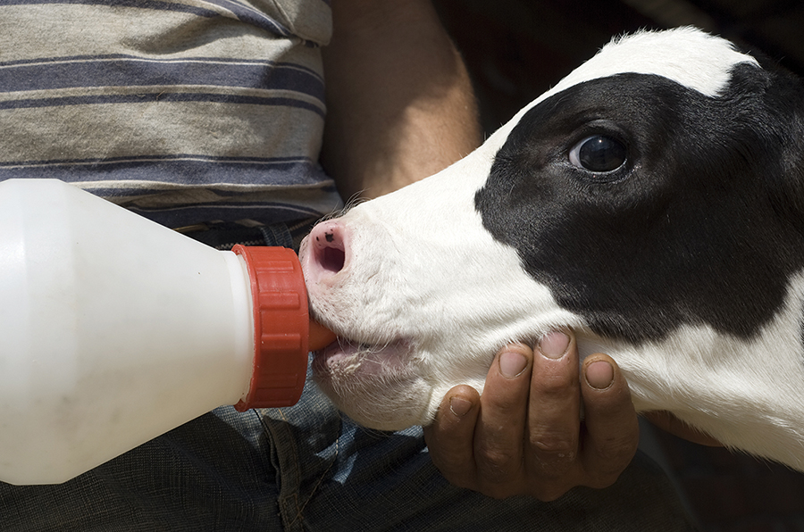 Dairy sector selects new entrants