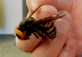 Asian Giant Hornet