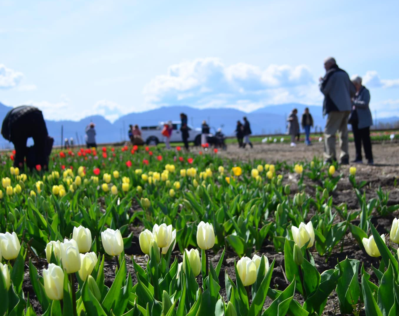 Abbotsford Tulip Festival returns Country Life in BC